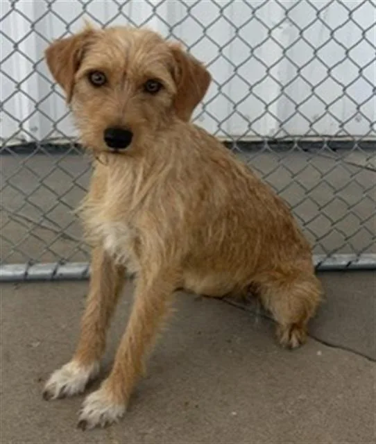 A young small-sized female Terrier dog named Ellie for adoption in Bakersfield, CA