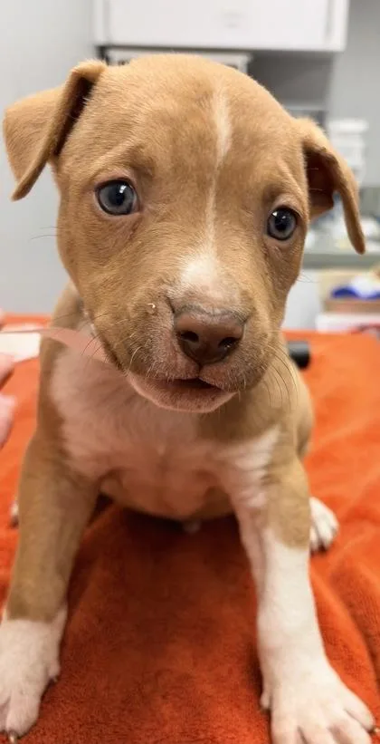 A baby medium-sized male Mixed Breed dog named Apple Pie FKA Dog for adoption in West Chester, PA