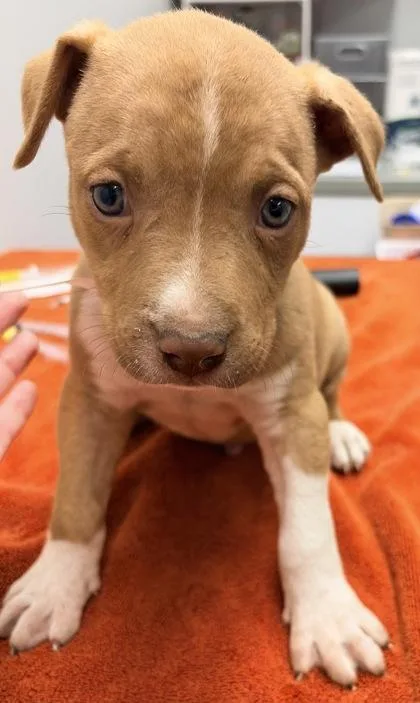 Apple Pie FKA Dog thumbnail 2