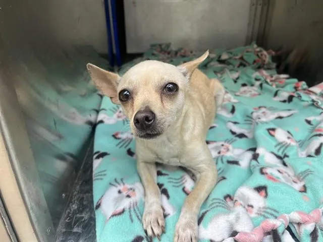 An adult small-sized female Chihuahua dog named Sylveon for adoption in Garland, TX