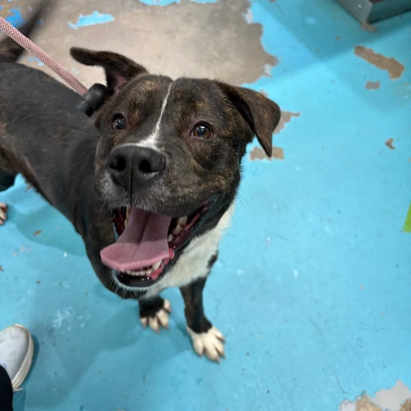 A young medium-sized male Brindle Mixed Breed dog named Rigby for adoption in Rocky Mount, VA