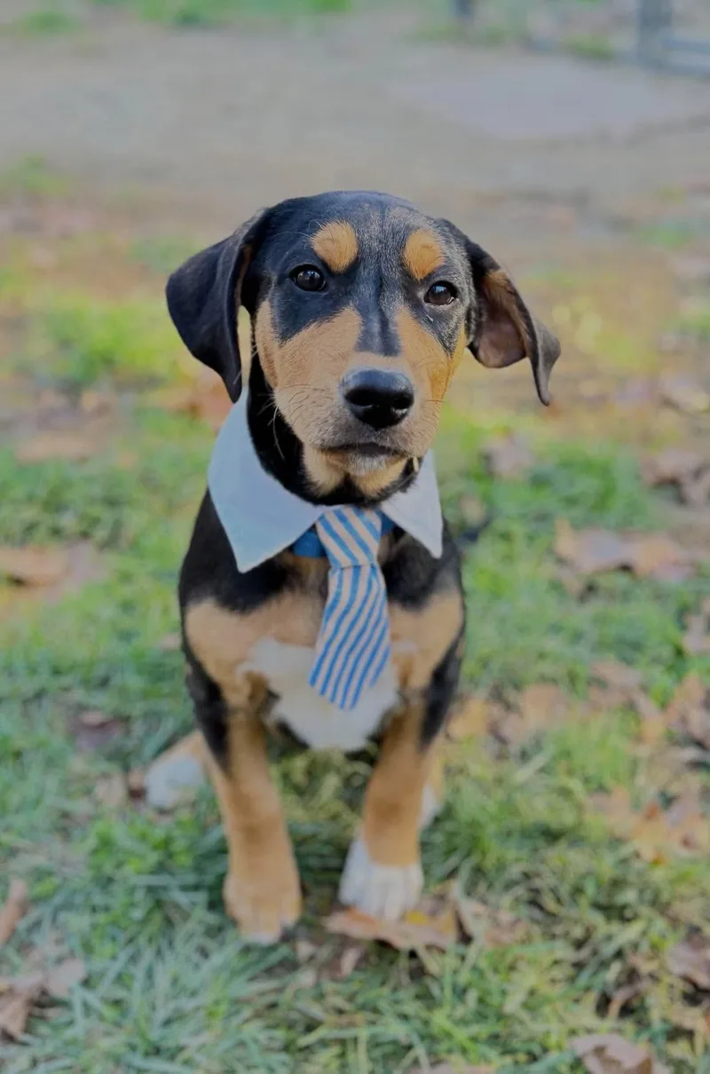 A baby medium-sized male Black Mixed Breed dog named Guru for adoption in BONIFAY, FL