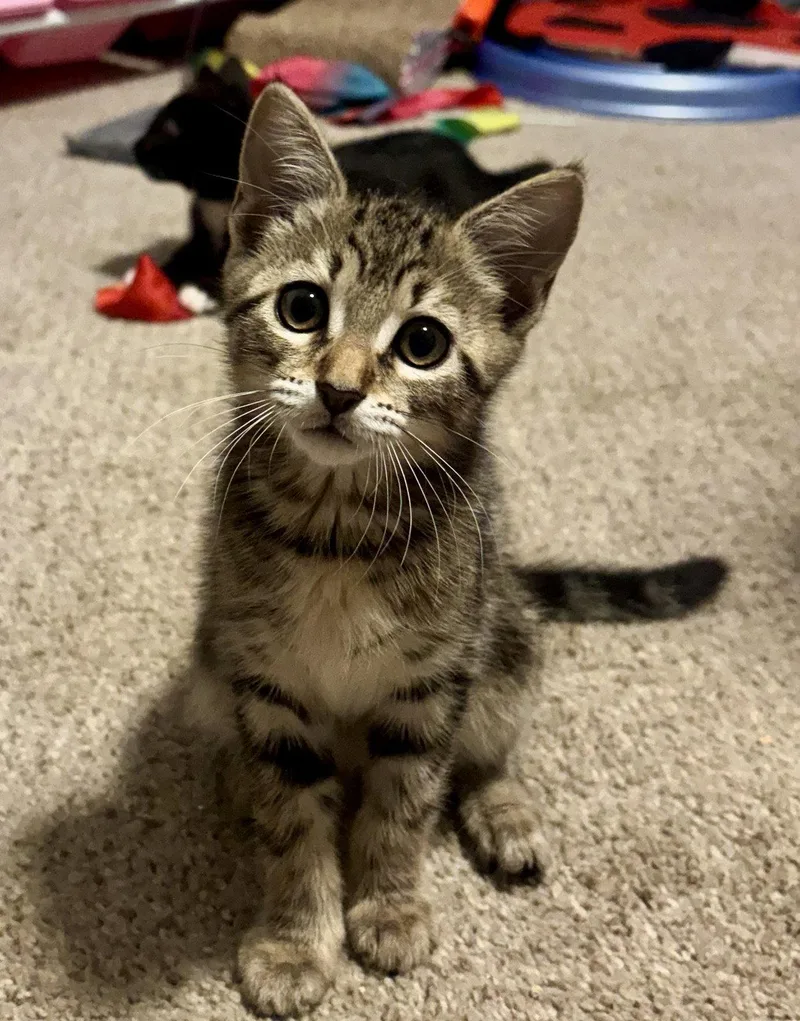 A baby medium-sized female Domestic Short Hair cat named Holly Haaland for adoption in Pittsboro, NC