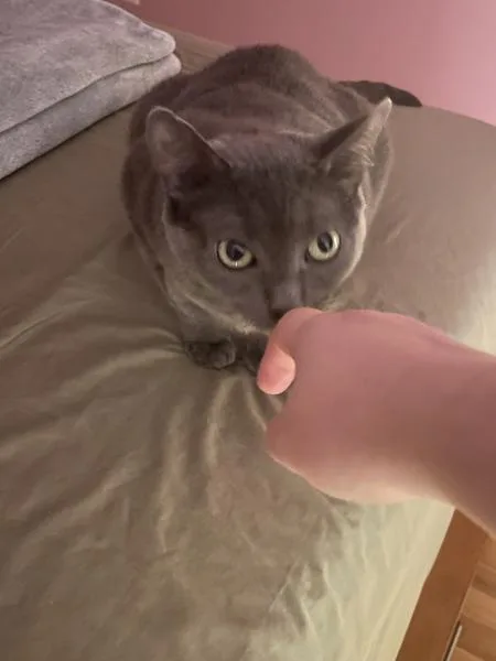 An adult medium-sized female Domestic Short Hair cat named Pixie for adoption in Ridgewood, NY