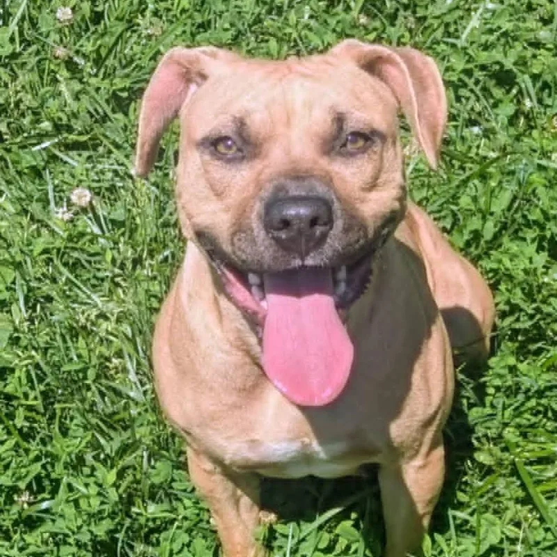 An adult medium-sized female Brown / Chocolate Mixed Breed dog named Dharma for adoption in Jeffersonville, IN