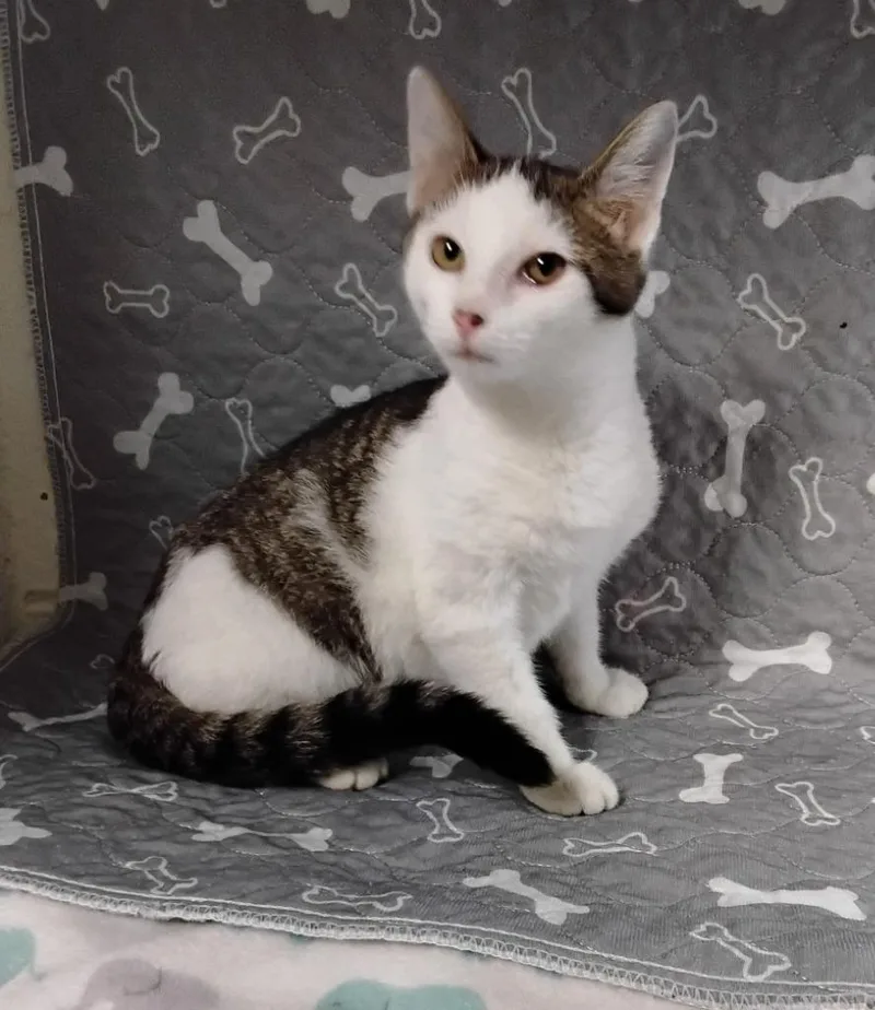 A baby small-sized female Domestic Short Hair cat named Gabby . for adoption in Ada, OK