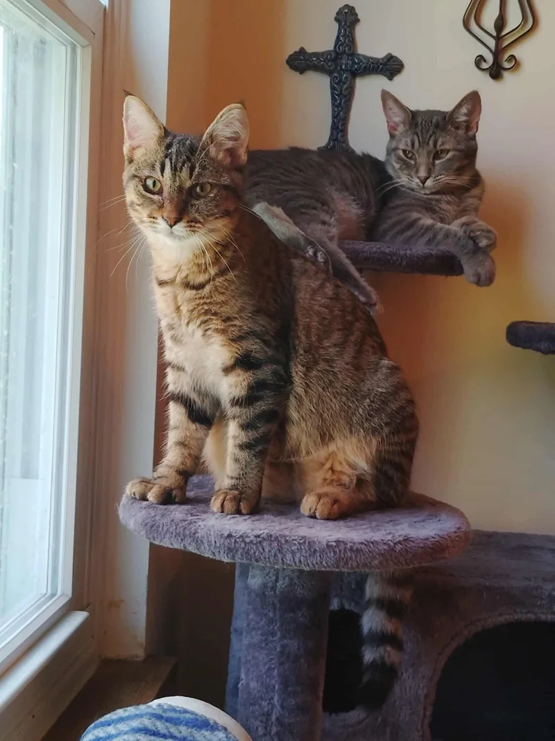 Sterling thumbnail 2