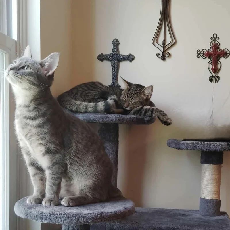 Sterling thumbnail 3