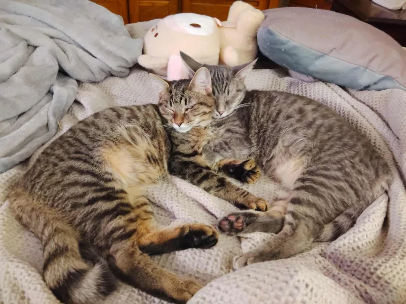 Sterling thumbnail 4