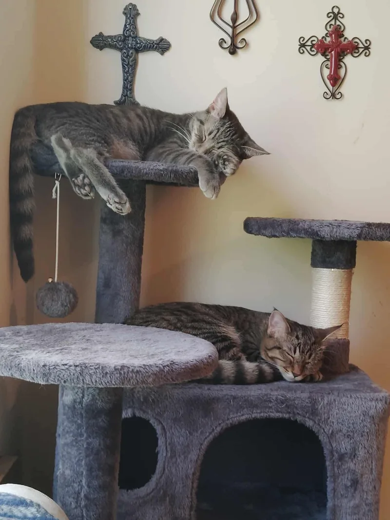 Sterling thumbnail 5