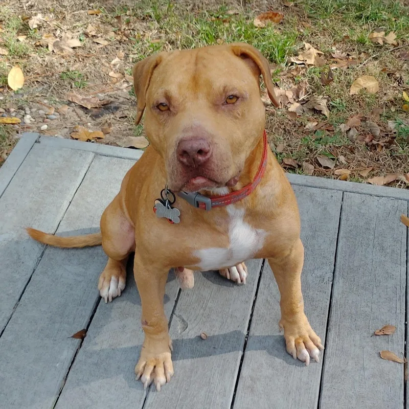 An adult medium-sized male Golden Pit Bull Terrier dog named Prescott for adoption in Houston, TX