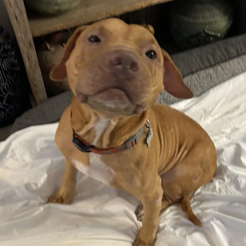 Prescott thumbnail 4