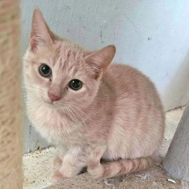A baby medium-sized female Tabby (Buff / Tan / Fawn) Tabby cat named Clover for adoption in Harrisburg, PA
