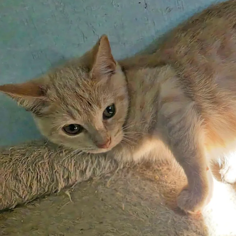 Clover thumbnail 3