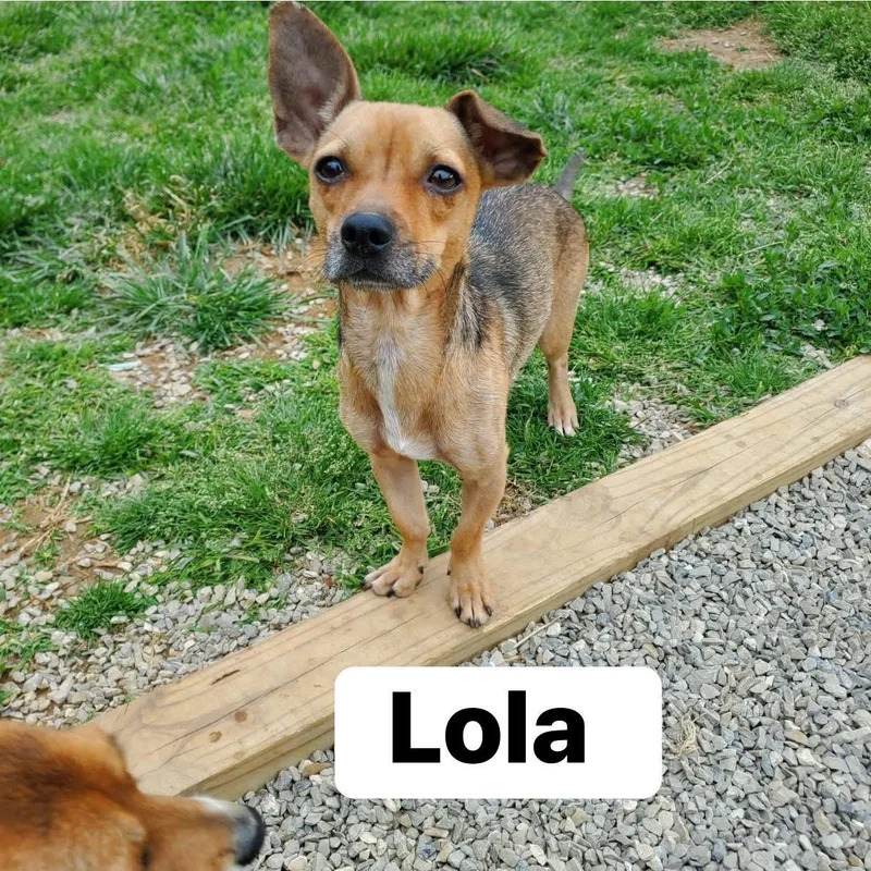 Lola
