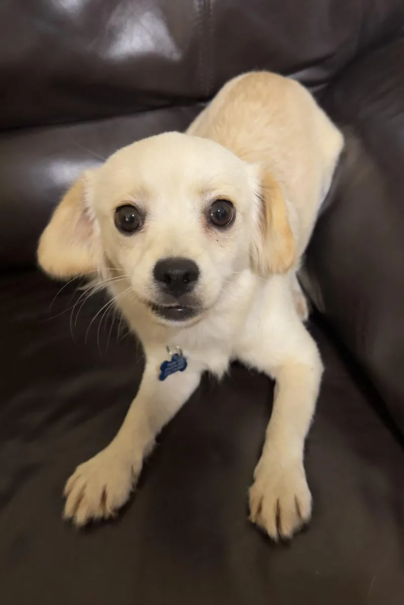 A young small-sized male White / Cream Papillon dog named Harvey for adoption in Garland, TX