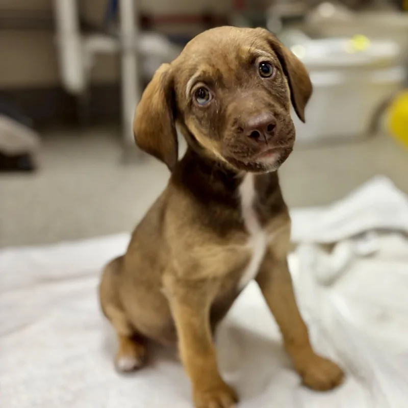 A baby medium-sized male English Springer Spaniel dog named Echo for adoption in Whitehall, PA