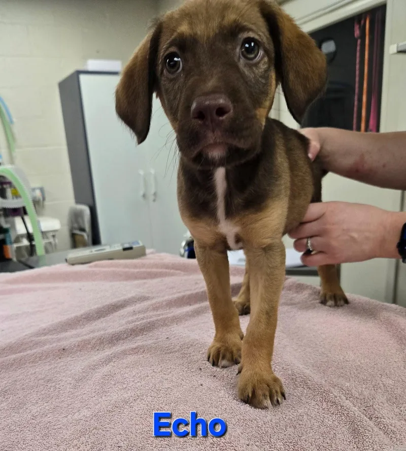 Echo thumbnail 2