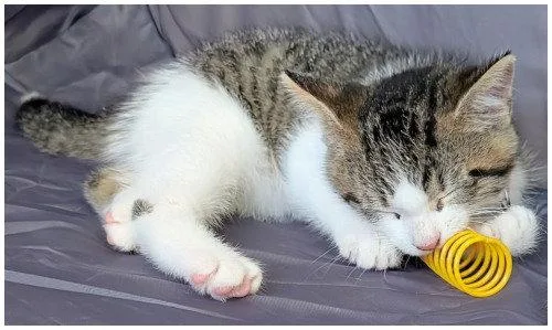 A baby medium-sized male Domestic Short Hair cat named Kenny for adoption in Oak Ridge, TN