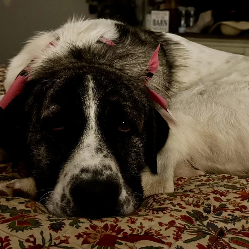An adult large-sized female Great Pyrenees dog named Frances Eloise for adoption in Atlanta, GA
