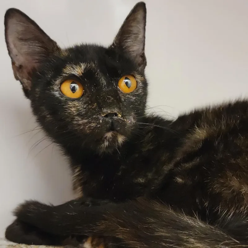 A young small-sized female Tortoiseshell Domestic Short Hair cat named Audelie for adoption in Sarasota, FL