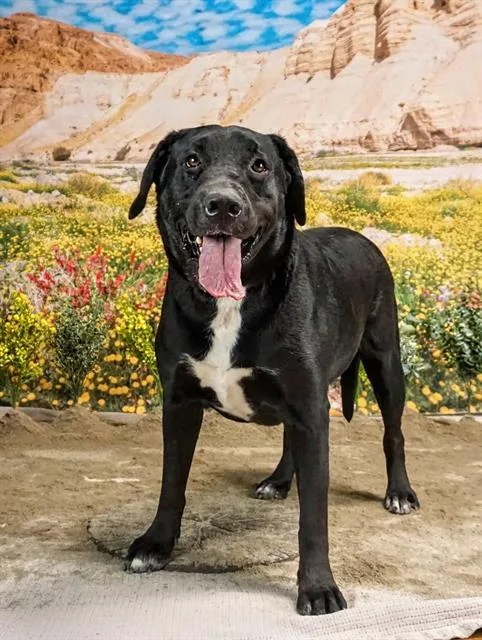 An adult medium-sized female Labrador Retriever dog named Adison for adoption in Thousand Palms, CA
