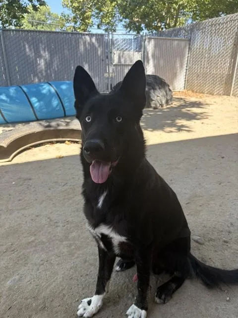 A young large-sized male German Shepherd Dog dog named A for adoption in Sacramento, CA