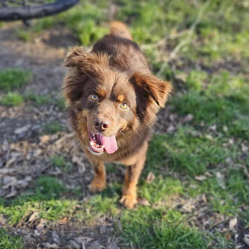 Finn Springfield thumbnail 2