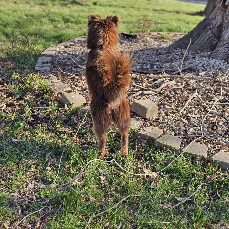 Finn Springfield thumbnail 3