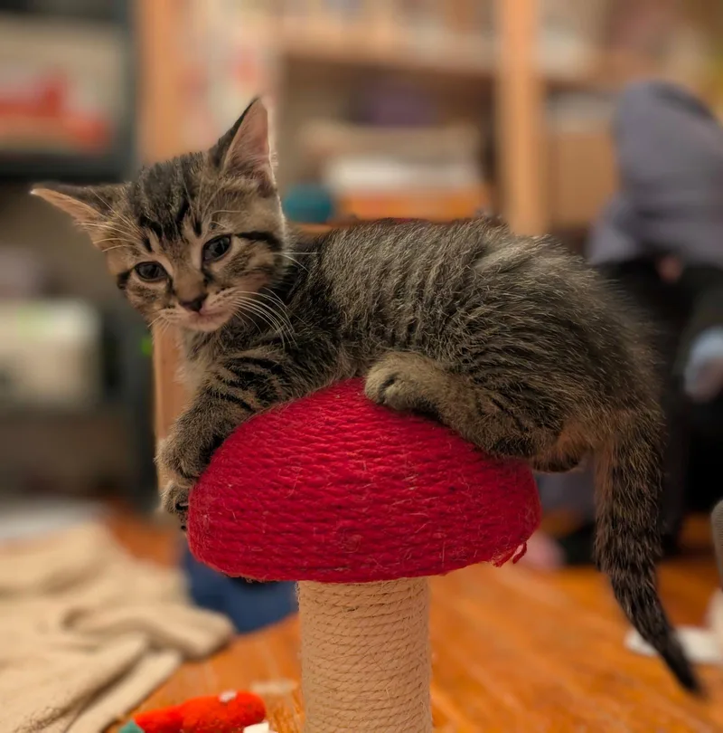 A baby small-sized male Domestic Short Hair cat named C Litter Elmer for adoption in Livonia, MI