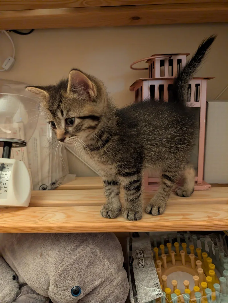 C Litter Elmer thumbnail 2