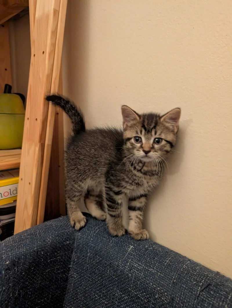 C Litter Elmer thumbnail 3