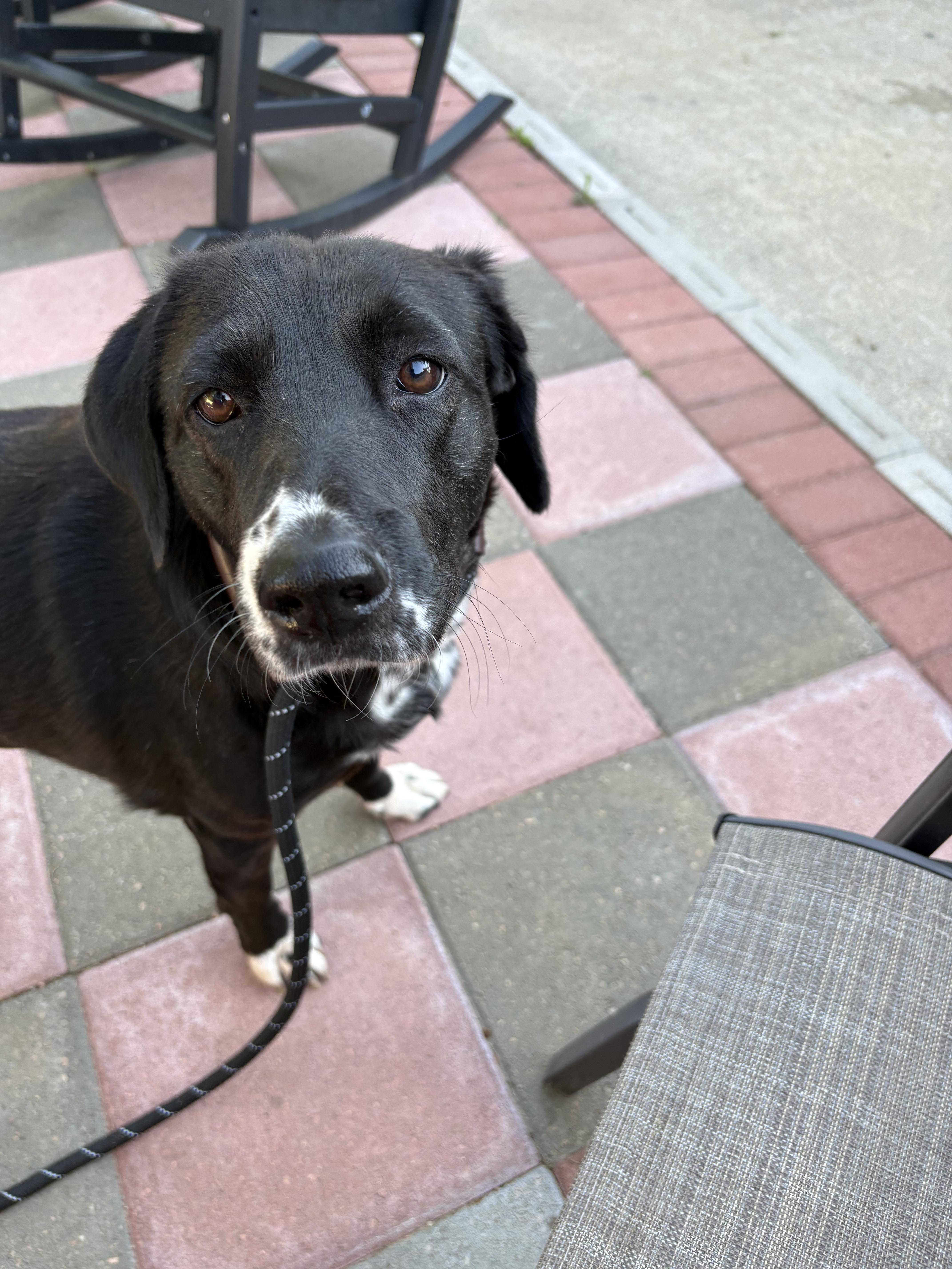 An adult large-sized female Black Labrador Retriever dog named Madeline for adoption in Commerce City, CO