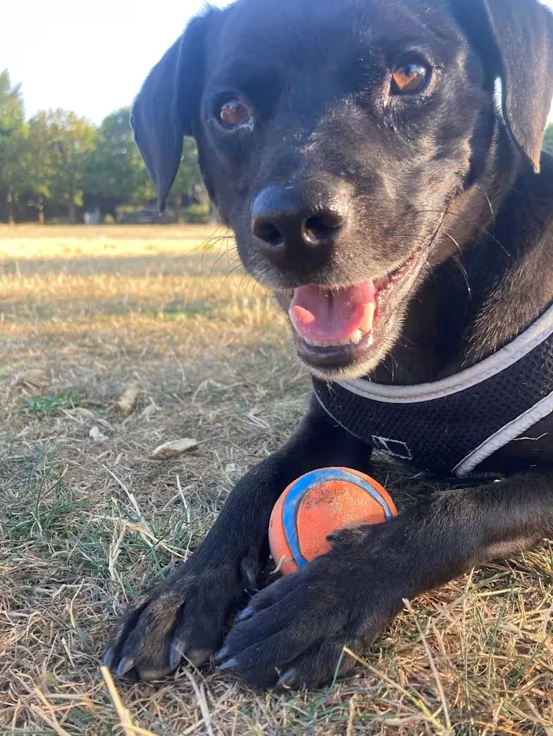 An adult small-sized male Black Pit Bull Terrier dog named Granger for adoption in Sherman Oaks, CA