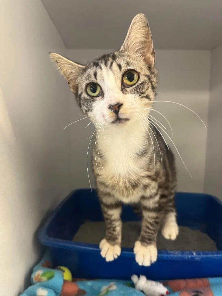 A baby medium-sized female Domestic Short Hair cat named Mills for adoption in New Kensington, PA