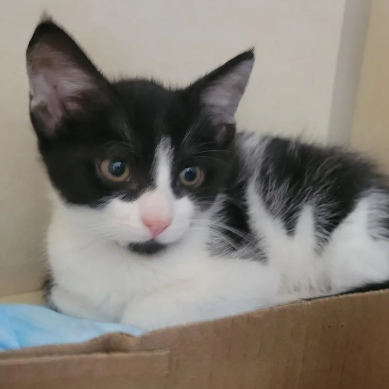 A baby small-sized male Black Domestic Short Hair cat named Hilo for adoption in Westminster, CA