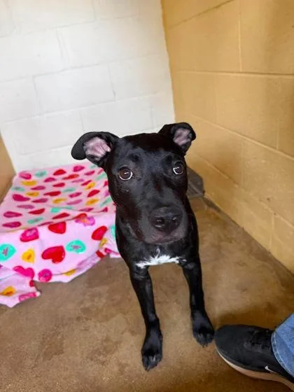 A young medium-sized male Black Mixed Breed dog named Murphy for adoption in Canon City, CO