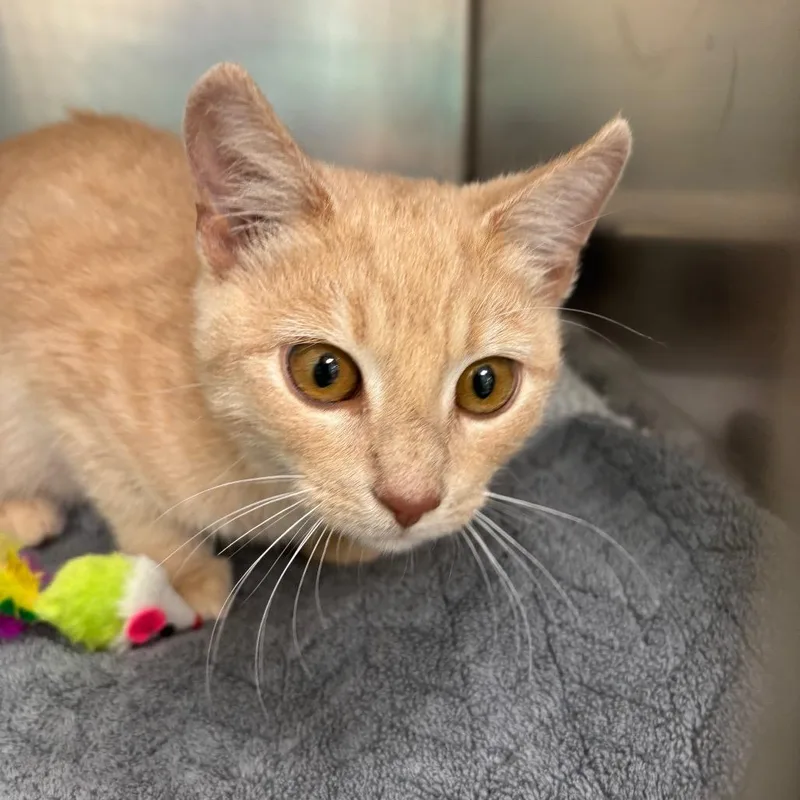 A baby small-sized male Buff / Tan / Fawn Domestic Short Hair cat named Buff for adoption in Galax, VA