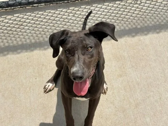 A young medium-sized female Pit Bull Terrier dog named Aurora for adoption in Tulsa, OK