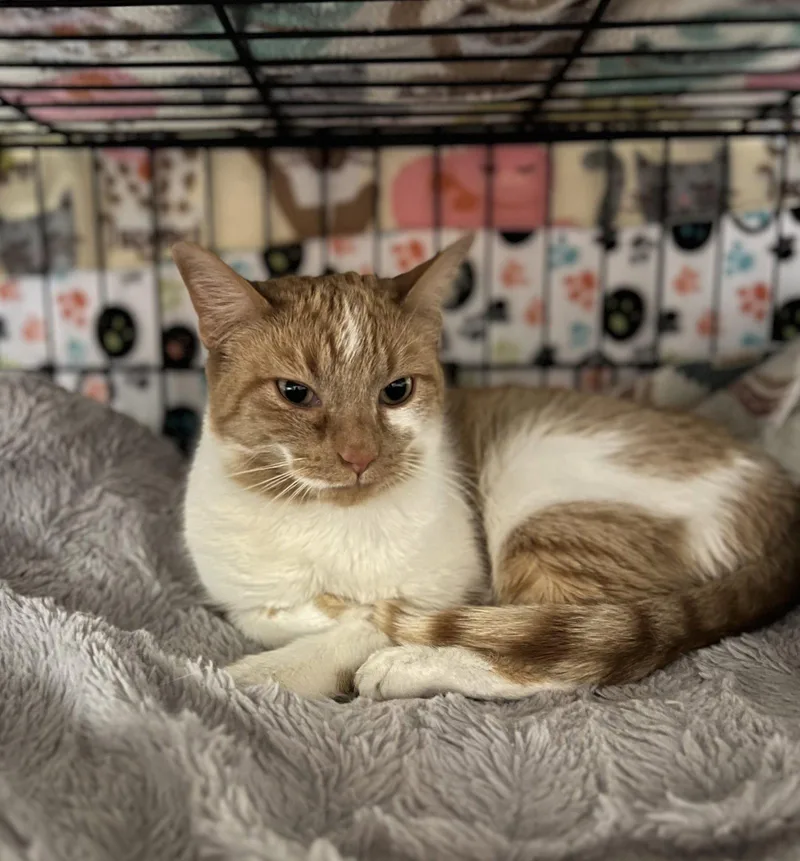 A young medium-sized female Orange & White Domestic Short Hair cat named Paige for adoption in Blasdell, NY