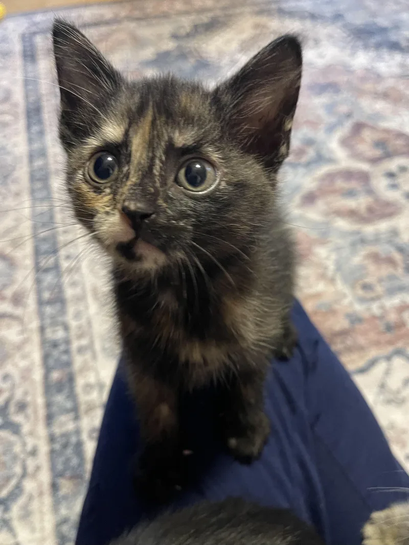 A baby medium-sized female Tortoiseshell cat named Glitter for adoption in Warren, NJ