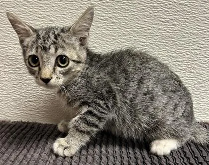 A young small-sized female Domestic Short Hair cat named Prue for adoption in Phoenix, AZ