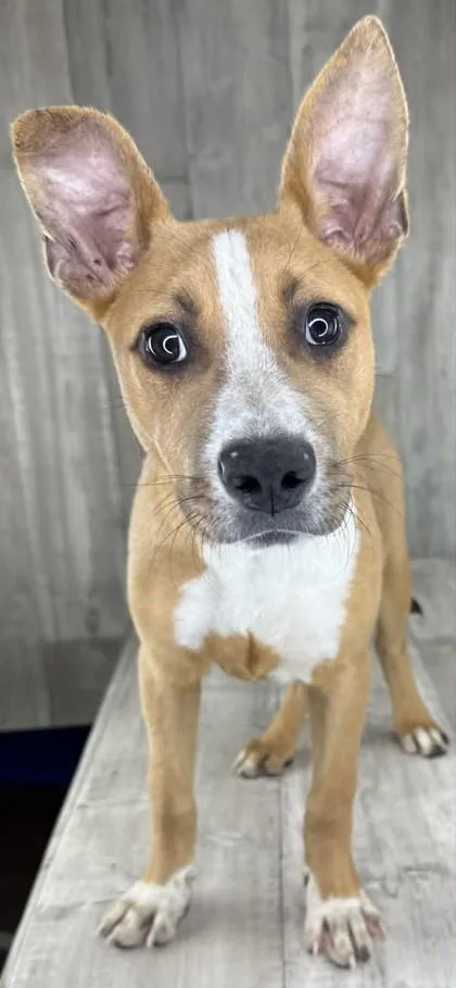 A young medium-sized male Mixed Breed dog named Nutter Butter for adoption in Shreveport, LA
