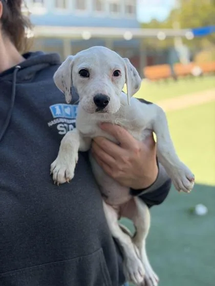 Magnolia thumbnail 2