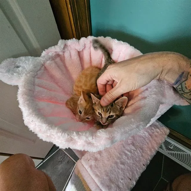 A baby small-sized male Domestic Short Hair cat named Henry for adoption in Charlotte, NC