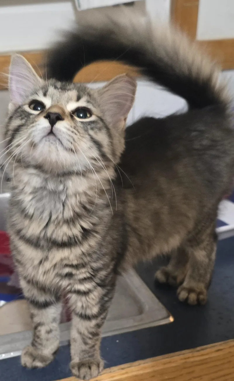 A young medium-sized female Tabby (Gray / Blue / Silver) American Shorthair cat named Ginger & Amber for adoption in Eastlake, OH