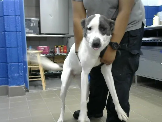 A young small-sized female Pit Bull Terrier dog named Chloe for adoption in Albuquerque, NM