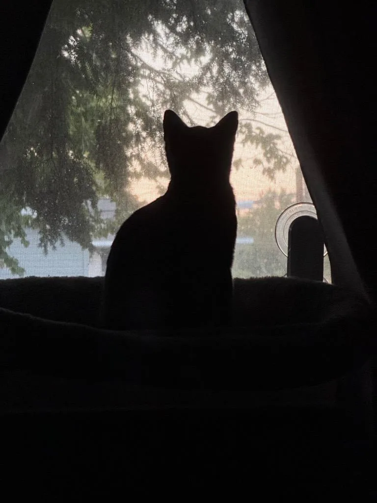 A baby small-sized male Domestic Short Hair cat named Ruhn for adoption in Hampton, VA