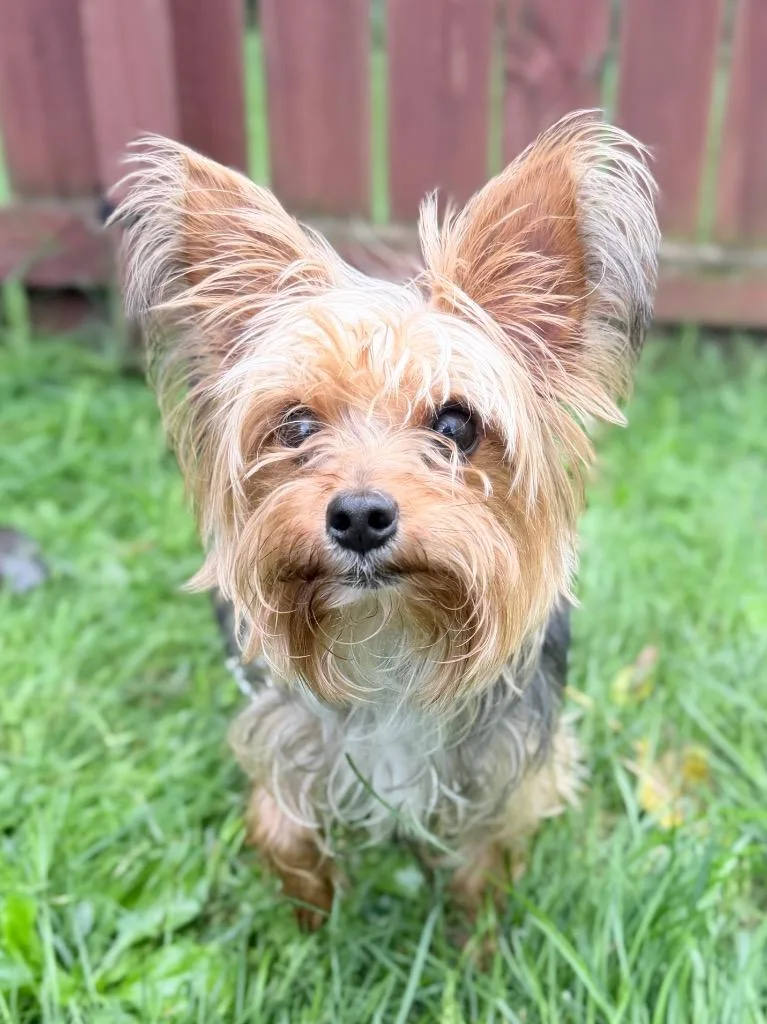 An adult medium-sized male Mixed Breed dog named Teddy for adoption in Menomonie, WI