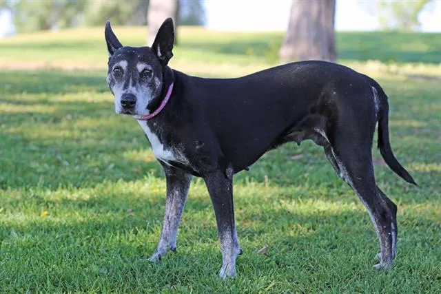 An adult medium-sized female Labrador Retriever dog named Raja for adoption in Albuquerque, NM